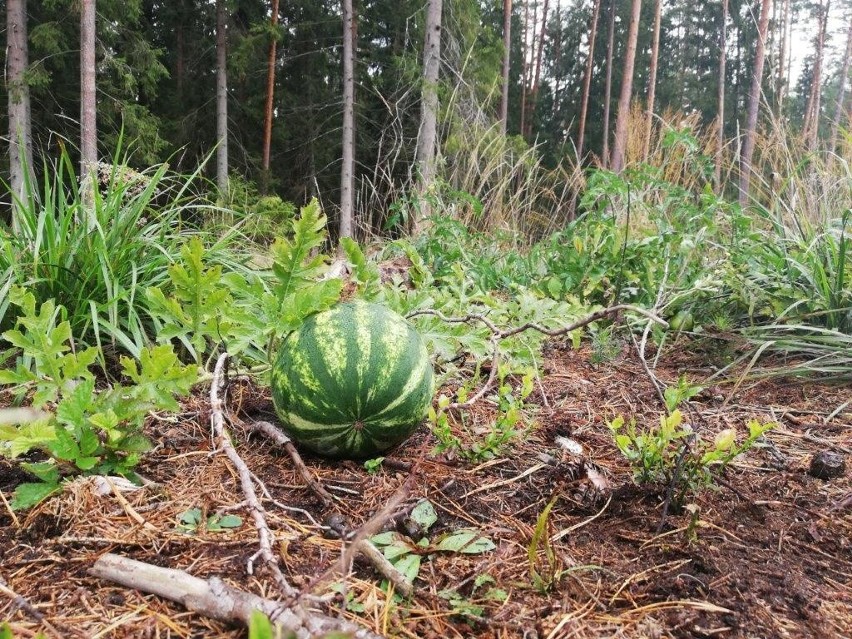 Do polskich lasów na... arbuzy! Leśnicy znaleźli w puszczy rosnącego arbuza [zdjęcia]