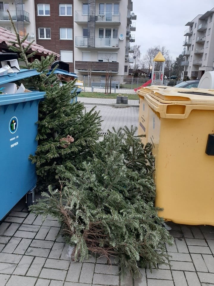 Mnóstwo choinek leży już przy wiatach śmietnikowych