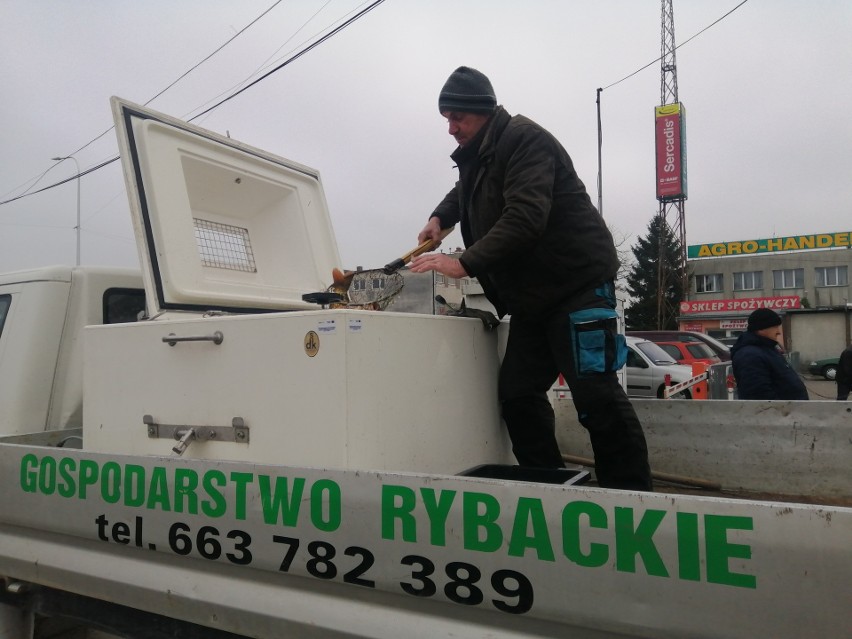 Karp królewski już w sprzedaży na sandomierskiej giełdzie! Cena za kilogram świeżej ryby może zwalić z nóg! 