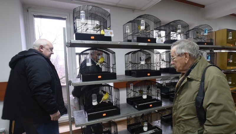 Wystawa ptaków ozdobnych w ŁDK. Atrakcją są gadające papugi