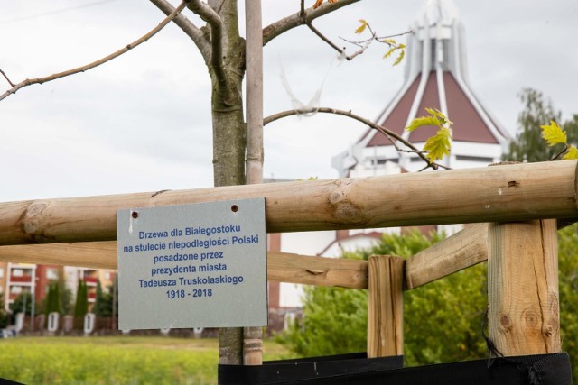 Drzewa wzdłuż ul. Piastowskiej zostały posadzone w ramach obchodów 100-lecia niepodległości.