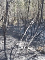 Pożar lasu w Białogórze (10.05.2022): osiem zastępów straży pożarnej powiatu puckiego walczy z ogniem | ZDJĘCIA