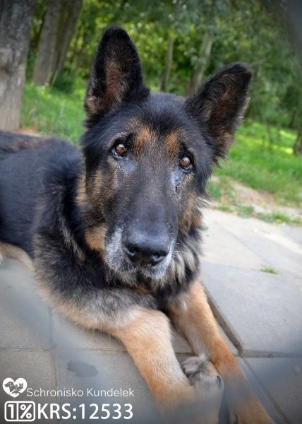Dionizy trafił do schroniska w roku 2019, mając ok. 10 lat. Jest to duży pies w typie owczarka niemieckiego. Jest odrobaczony, zaszczepiony, zaczipowany i wykastrowany.