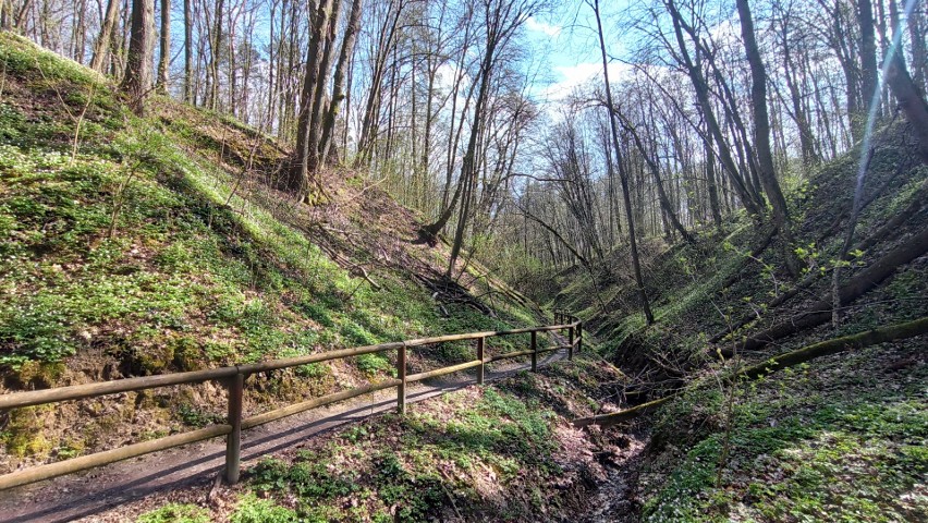 Nałęczów: Wąwóz Głowackiego w wiosennej odsłonie to raj dla turystów! Dlaczego? Zobacz zdjęcia