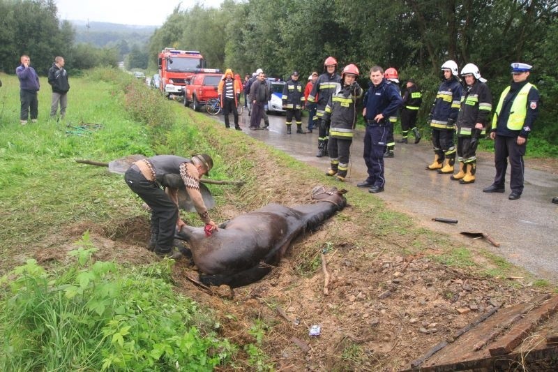 Konie ucierpiały w wypadku w gminie Bieliny