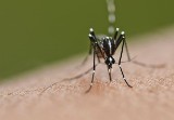 Bochnia: urzędnicy walczą z komarami