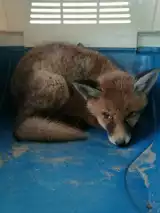 Toruński Ekopatrol uratował lisa, który wpadł do studzienki kanalizacyjnej