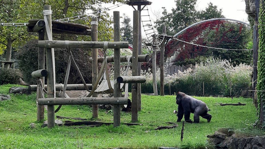 W opolskim zoo żyje kawalerskie stado goryli nizinnych.
