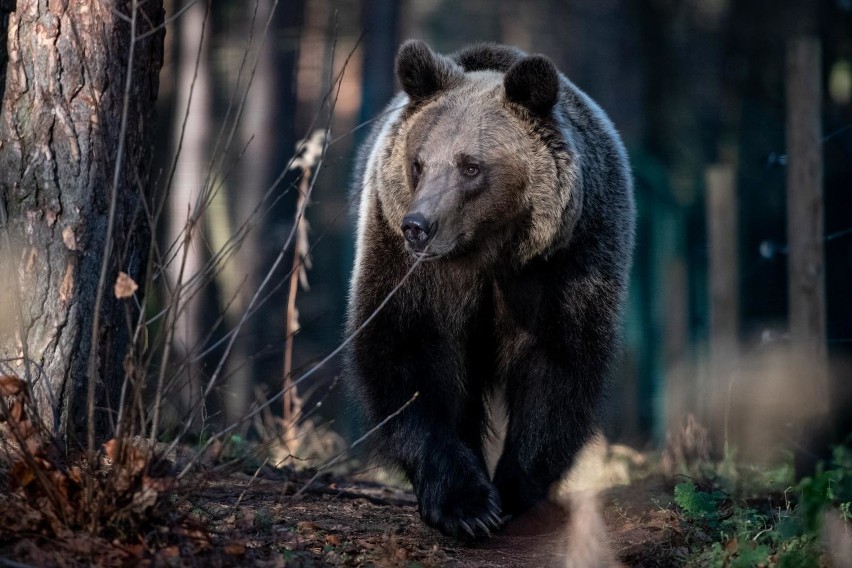- W poznańskim zoo przebywa niedźwiedź Baloo odebrany...
