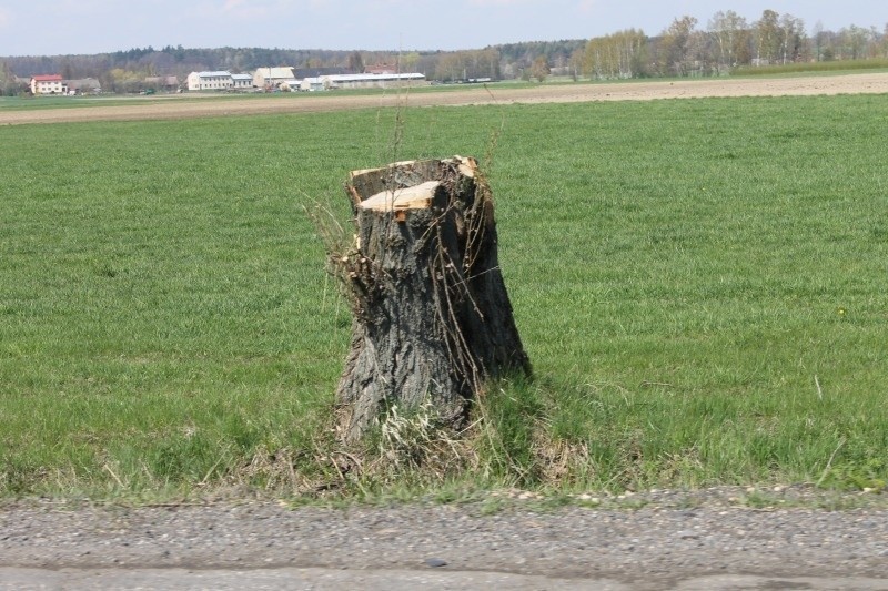 Tak obciętego drzewa, które stoi przy drodze krajowej nr 42...