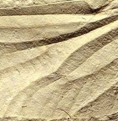 Wśród znalezionych skamieniałości  znajduje się doskonale zachowany okaz niezwykle delikatnego skrzydła pra-ważki, należącej do nieznanego nauce gatunku