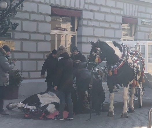 Kraków. Koń ciągnący dorożkę przewrócił się na ul. Sławkowskiej [ZDJĘCIA]