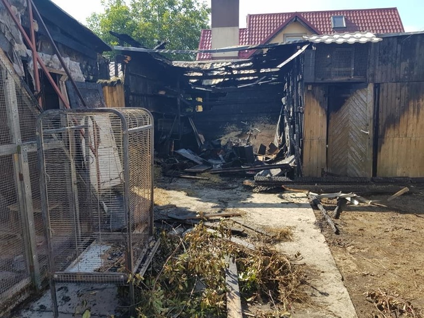 Tragedia pana Zbyszka. W pożarze stracił papugarnię i ukochane ptaki. Można mu pomóc