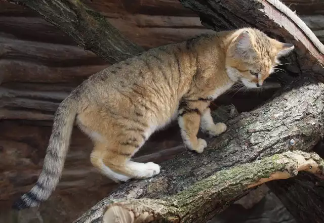 W gdańskim zoo koty arabskie można oglądać w lwiarni