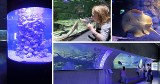 Trzecie urodziny międzyzdrojskiego Oceanarium. Mamy zdjęcia z wewnątrz! To warto zobaczyć na własne oczy!