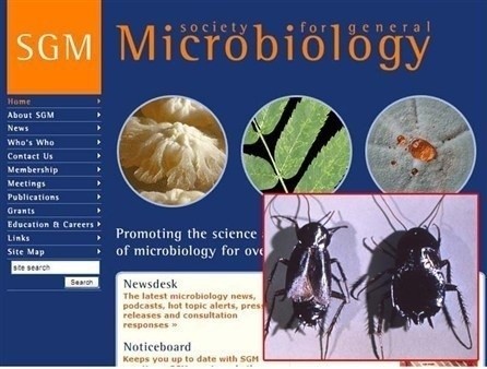 Antybiotyki z mózgu karalucha