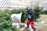 Sprzedaż choinek. Ruszył sezon na świąteczne drzewka. Liczba klientów w nadleśnictwach i prywatnych plantacjach rośnie z dnia na dzień 