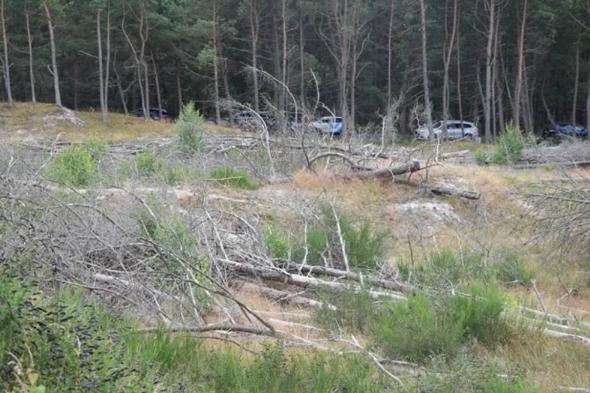 Sprawa wycinki drzew w Łebie nadal nierozstrzygnięta. Biegły nie stawił się na rozprawę