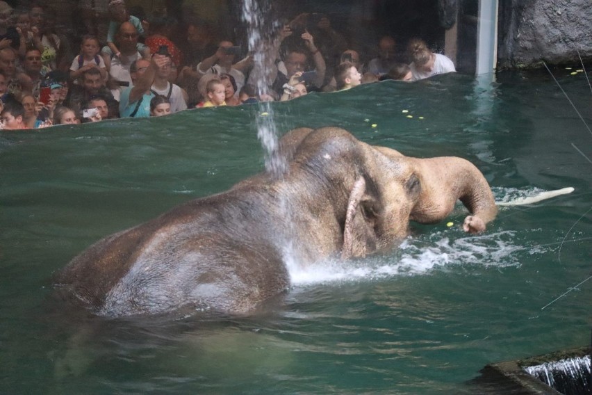 Światowy Dzień Słonia w łódzkim Orientarium. Do Aleksandra i Taru przyszło wielu gości!