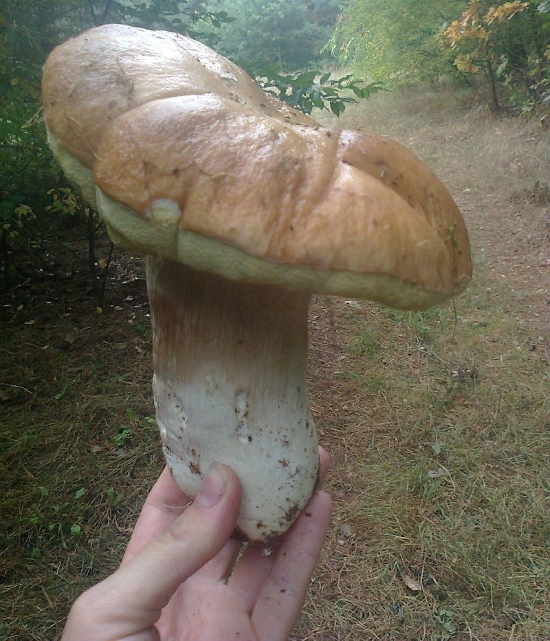 Duży grzyb znaleziony w lesie koprzywnickim w powiecie...