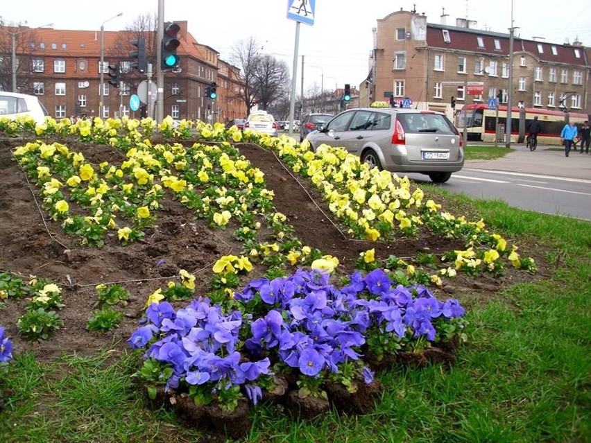 Plac Komorowskiego w Gdańsku. Musieli przesadzić 800 bratków, bo kibicom Lechii kolory kojarzyły się z Arką [zdjęcia]