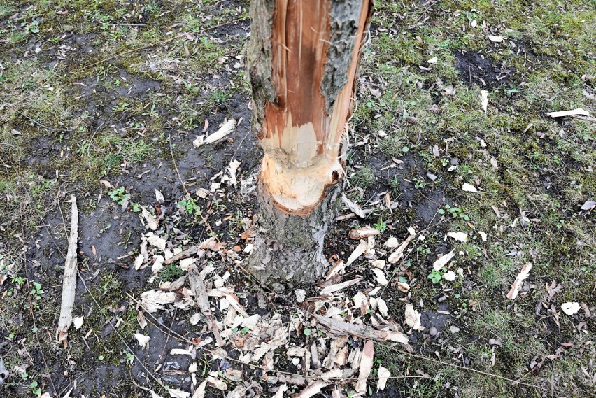 Drzewa nadgryzione przez bobry nad Młynówką.