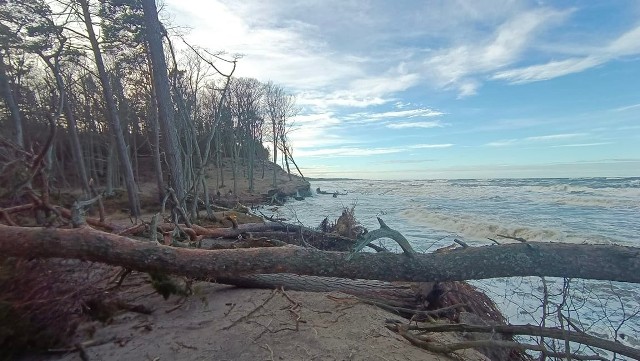 Nadia nie oszczędziła Orzechowa. Całkiem zniszczona plaża, z wody wystają kikuty zwalonych drzew. Widok jest porażający