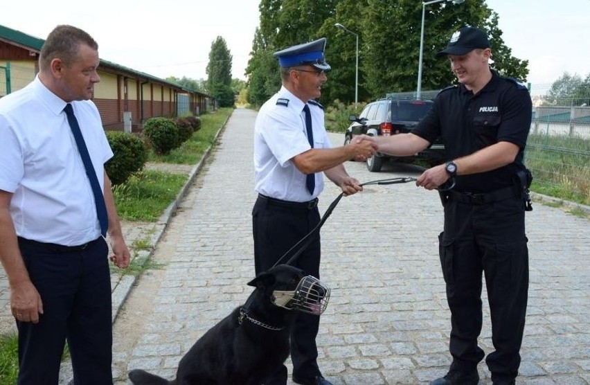 Hejor - owczarek patrolowo-tropiący wrocławskiej policji