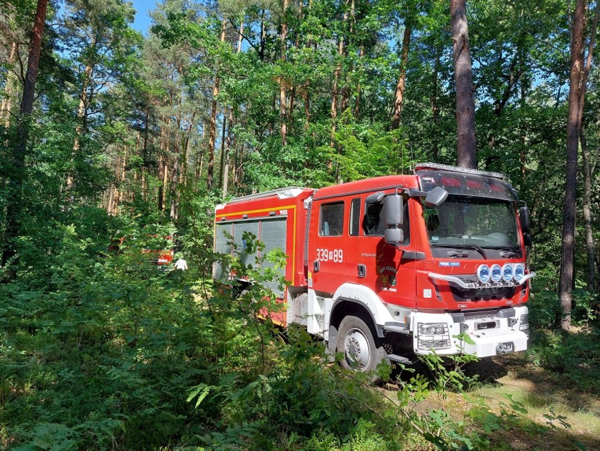 Groźny pożar lasu w gminie Pionki. W akcji dziesięć zastępów straży pożarnej i samoloty gaśnicze