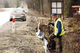 DK 8 ogrodzona. Leśnicy ratują żaby