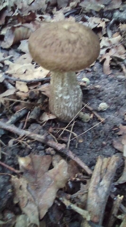 Wysyp grzybów w lasach woj. lubelskiego. Pochwalcie się swoimi zbiorami (ZDJĘCIA CZYTELNIKÓW)
