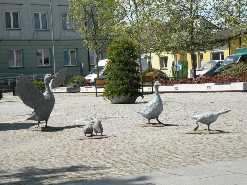 Gęsi już w Białobrzegach. Na placu Zygmunta Starego stanęły figury. Miasto będzie miało nowy symbol?