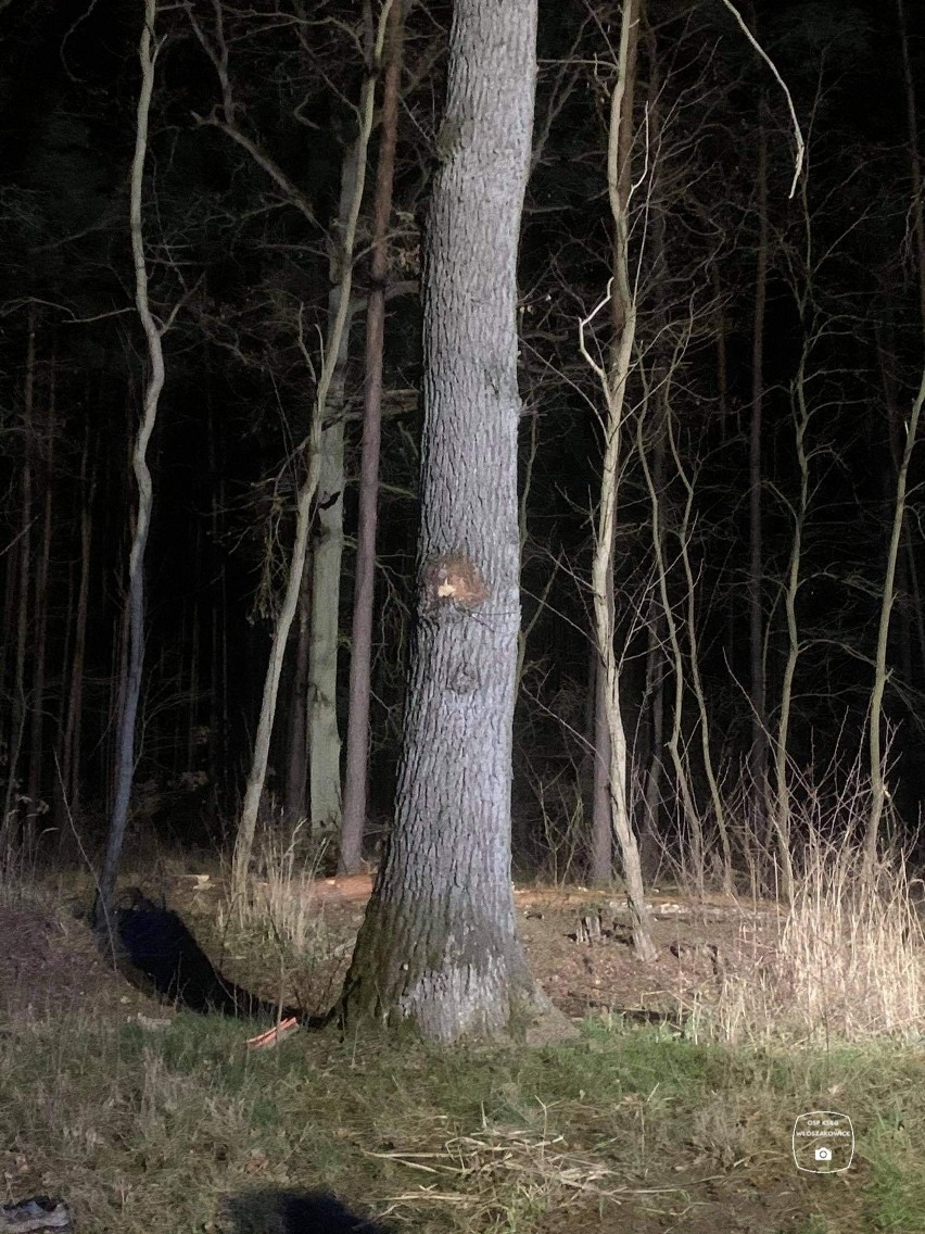 Ze wstępnych ustaleń wynika, że przyczyną wypadku było...