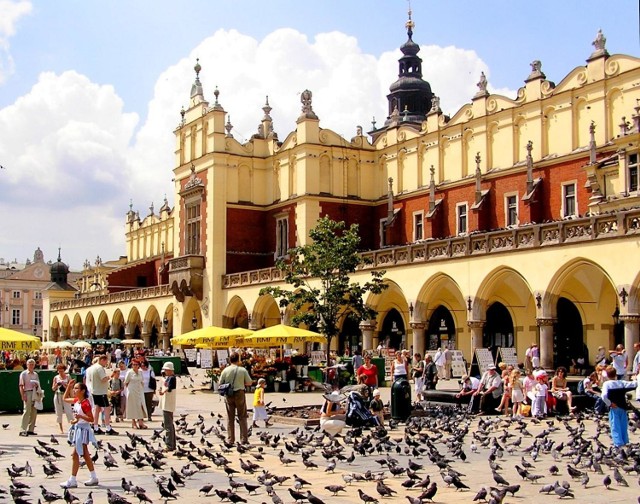 Gołębie nie bez powodu kochają KrakówTuryści, którzy przyjeżdżają do Krakowa, ochoczo karmią gołębie, które obsiadają płytę Rynku. Sami krakowianie są bardziej ostrożni i z niepokojem spoglądają do góry, zasłaniając głowy przed "ptasimi prezentami". Według legendy krakowskie gołębie nie są zwykłe, ale zaczarowane. Gdy na książęcym tronie zasiadł Henryk IV Prawy, zapragnął zjednoczyć wszystkie ziemie księstwa, ale nie miał pieniędzy. Wtedy wróżka zamieniła książęcą drużynę w gołębie. Obsiadły one kościół Mariacki i zaczęły wydziobywać kamyki, które spadając na ziemię zamieniały się w złote monety. Książę ze złotem wyprawił się do Rzymu po poparcie papieża. Ale po drodze ucztował, bawił się i stracił pieniądze. Nigdy już nie wrócił do Krakowa, a jego drużyna pozostała zaklęta. Gołębie z krakowskiego Rynku Głównego nie boją się ludzi i fruwają nad ich głowami. Czasem przysiadają na ramieniu, licząc, że to powracający książę, który zdejmie z nich czar.