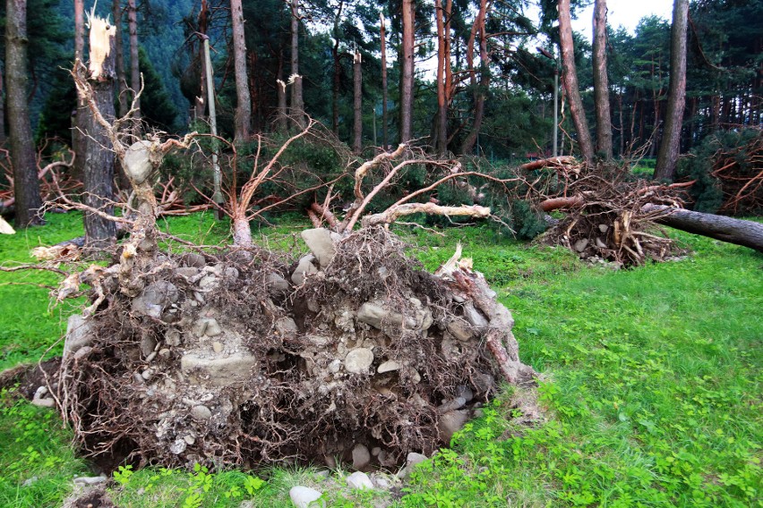 Piwniczna. 40 sekund horroru. Dobę po katakliźmie zniszczony las przeraża [ZDJĘCIA]