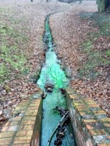 Koszmarnie zielona woda w Leśnicy! Do stawu na zamku popłynęła jaskrawa breja