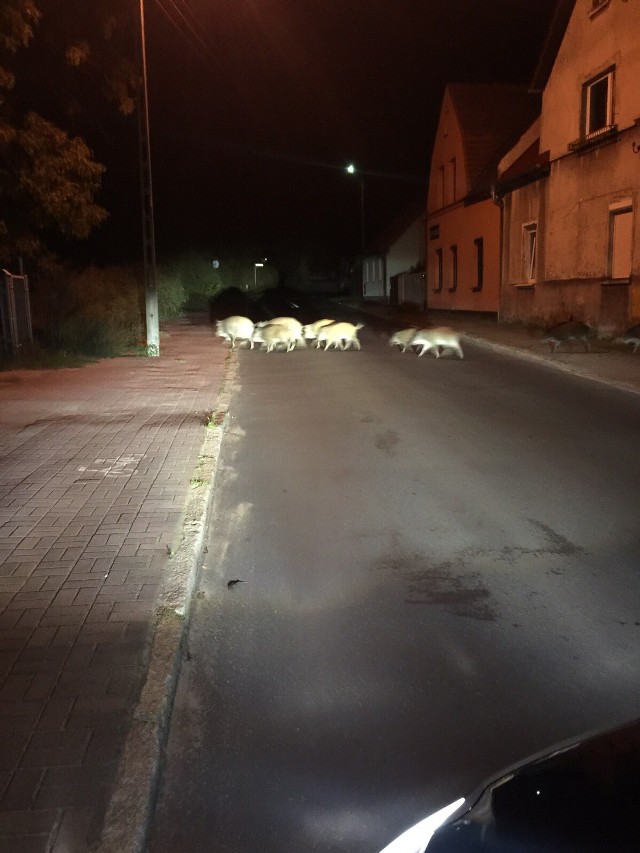 Rodzina dzików na wieczornym spacerze