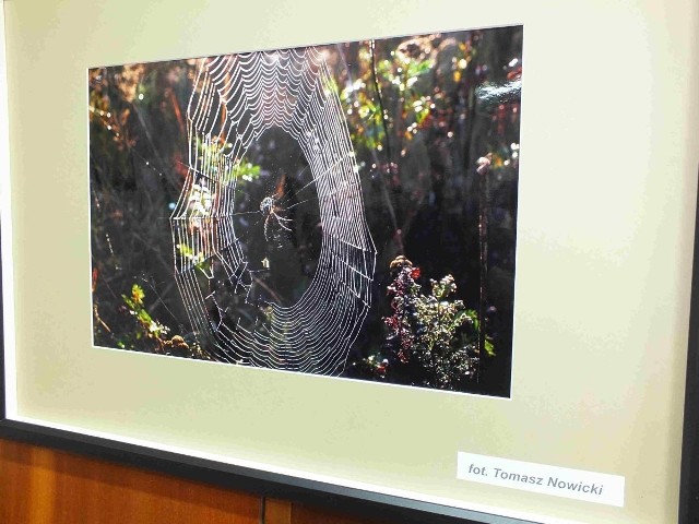 Zdjęcie pajęczyny autorstwa Tomasza Nowickiego, już nieżyjącego wiceprezesa Starachowickiego Towarzystwa Fotograficznego