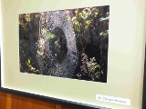 „Ukryte w lesie”- wernisaż wystawy w Starachowicach. Zobacz zdjęcia