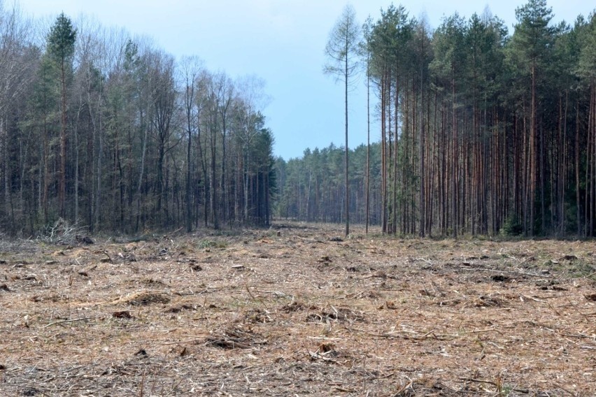 Unieważniony wybór wykonawcy północno-zachodniej obwodnicy Starachowic. Oferty do ponownego rozpatrzenia. Będzie opóźnienie. Zobacz zdjęcia