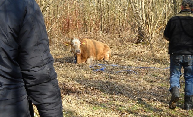 Krowa z Bukowa ponad miesiąc uciekała obławom, a nawet poturbowała osoby, które chciały ją złapać. Żyła na mokradłach i wyspach nad Jeziorem Nyskim.