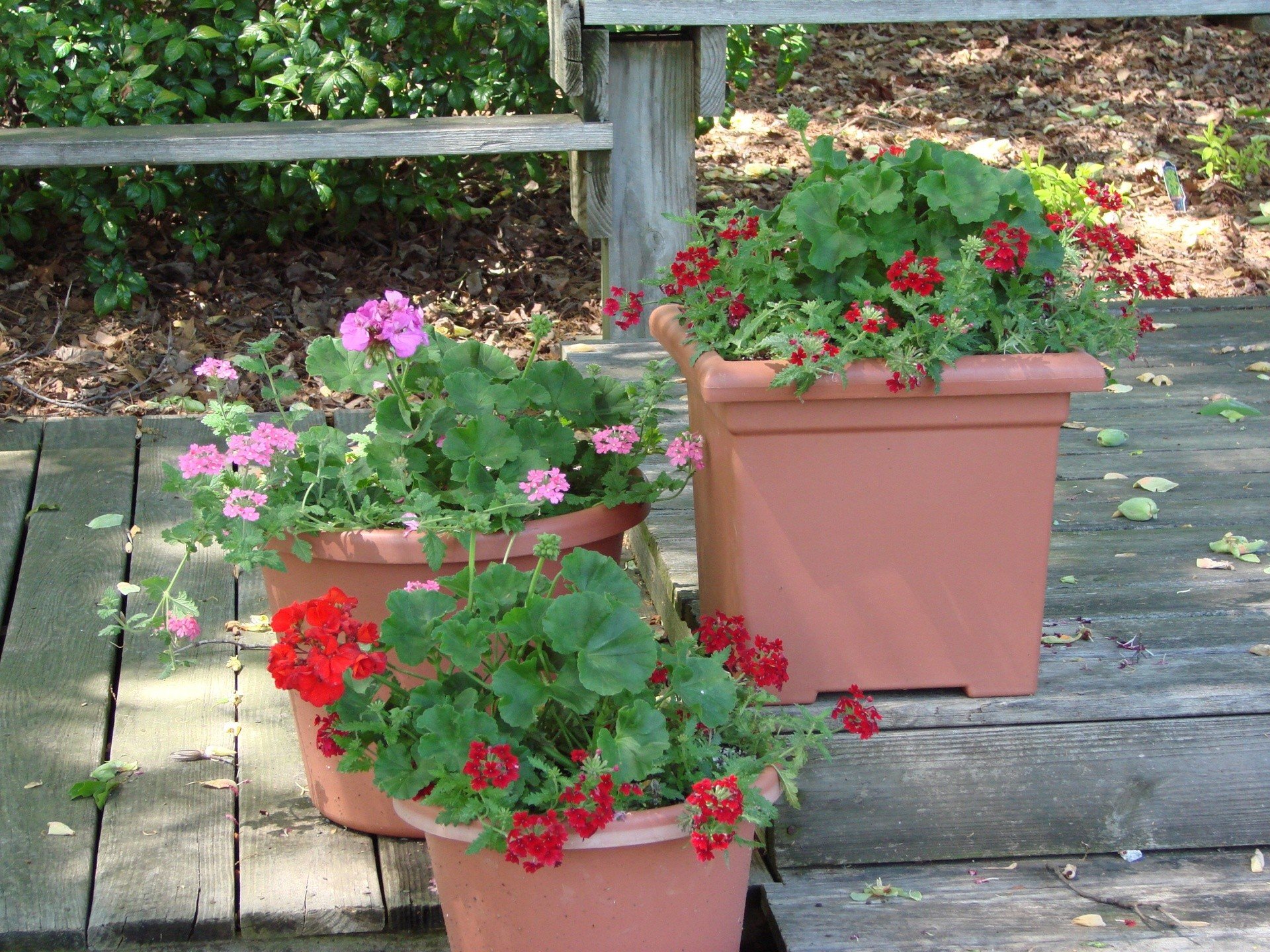 Jak przechować przez zimę rośliny z ogrodu, balkonów i tarasu | RegioDom
