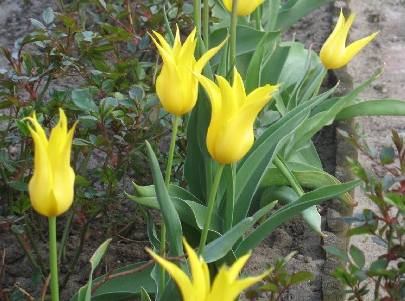 Rabata z tulipanami...