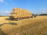 Żniwa w powiecie koneckim ruszyły. Jęczmień ozimy idzie pod hedery - sprawdzamy jak sypie i po ile jest na skupach