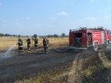 Gigantyczny pożar w Miradowie. Spłonęło 30 hektarów zboża [ZDJĘCIA]
