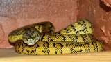 Mieszkanka bydgoskiego Czyżkówka odnalazła zaginionego węża boa dusiciela