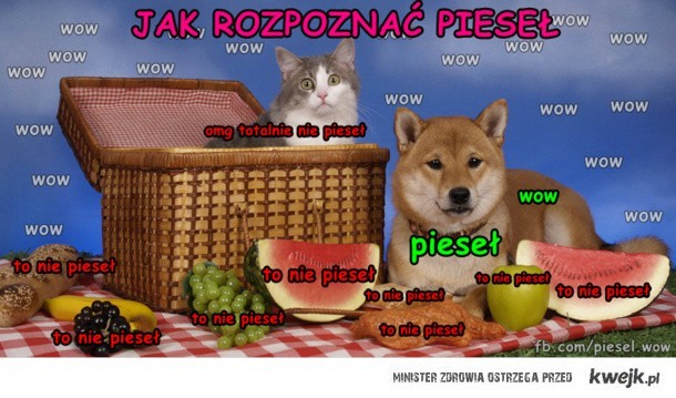 Pieseł - MEMY