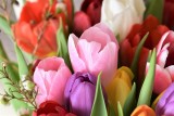 Dzień Kobiet 2024: kwiaty w promocji kupisz w Biedronce, Lidlu, Stokrotce i Dino. Nie tylko róże i tulipany