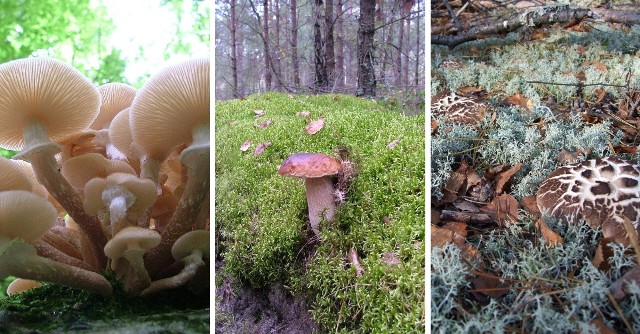 Takie grzyby możesz spotkać w lasach na Pomorzu. Sprawdź, czy można je zbierać >>>