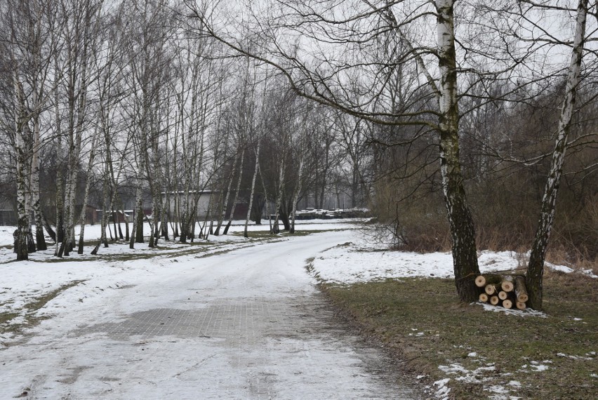 Oświęcim. Na Kamieńcu wycięto piękne drzewa. Tak powstaje Park Pojednania Narodów [ZDJĘCIA, WIZUALIZACJA]